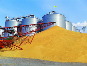 九三集團北安大豆收購忙 助推大豆制品與礦產化工產業協同發展